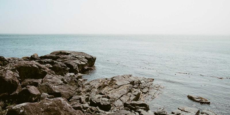 廊坊宠物53：一站式解决宠物用品、医疗与购物需求的全方位指南