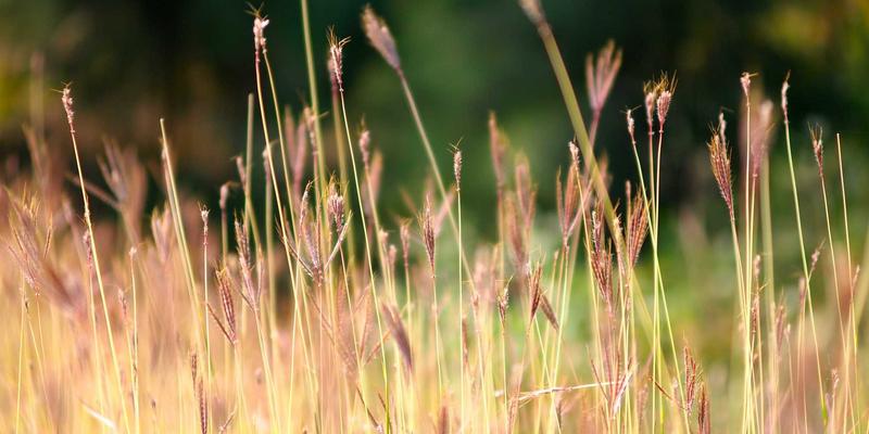 廊坊宠物76：一站式解决宠物寄养、购物与饮食需求