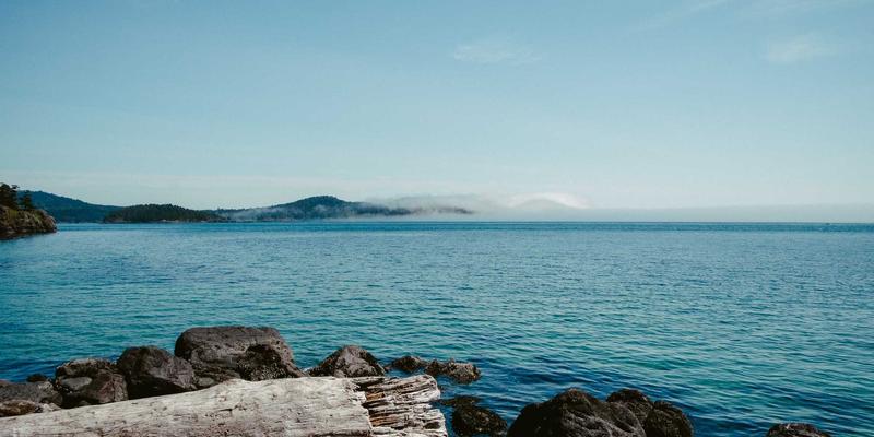 廊坊宠物87：一站式解决宠物寄养、用品与食品需求的专业指南