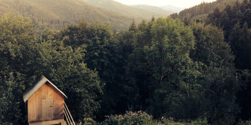 廊坊宠物友好场所全攻略：公园、餐厅、商场推荐及宠物寄养医疗指南