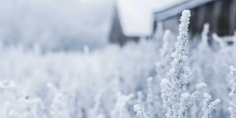 廊坊宠物托运与异地携带全攻略：航空、铁路及自驾注意事项 | 附宠物食品选购指南