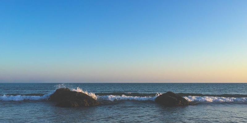 廊坊宠物指南：优质宠物食品与专业宠物医院全解析