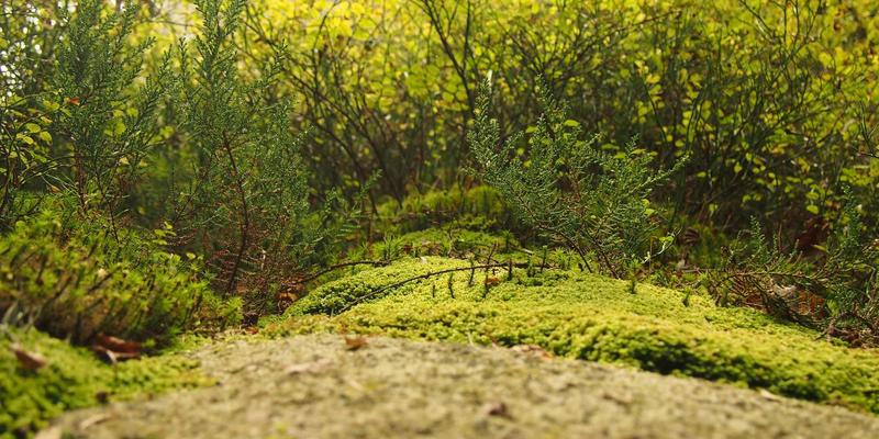 廊坊宠物救助领养全指南：从流程到领养后支持，一站式了解本土机构