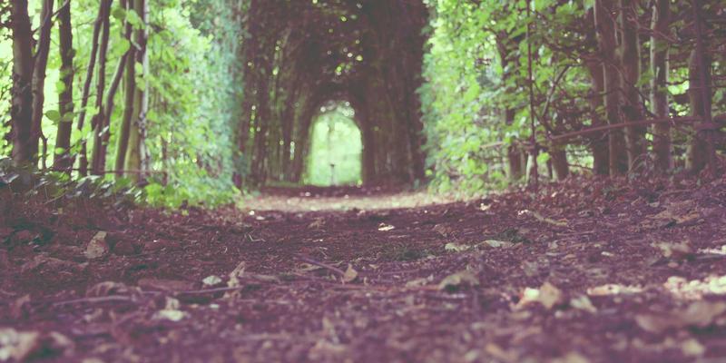 廊坊宠物服务全指南：专业医疗、安心寄养与精致美容一站式解决方案