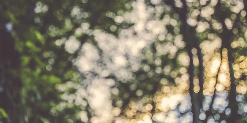 廊坊宠物生活全指南:从用品选购到医疗养护的一站式服务