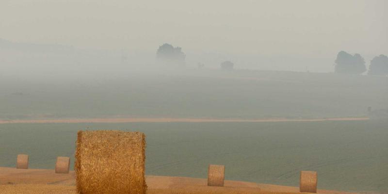 廊坊宠物经济观察：医疗升级、食品细分与寄养专业化三大趋势