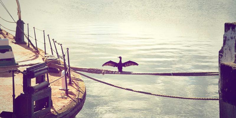 廊坊新手养宠全攻略：从接猫狗回家到日常护理的必备清单与本地资源