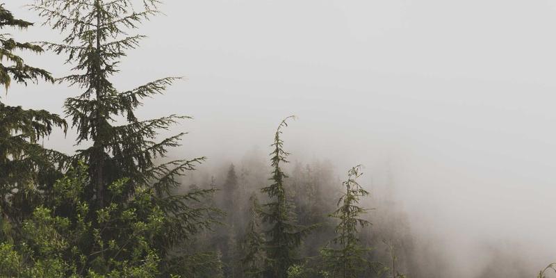 廊坊新手养宠全攻略：从食品选购到医疗资源一站式指南